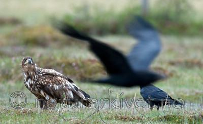 BB 09 0085 / Corvus corax / Ravn <br /> Haliaeetus albicilla / Havørn